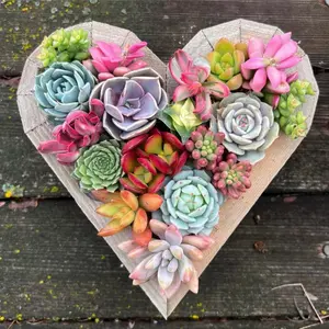 7” Succulent Heart Arrangement / Living / Gift / Valentines Day