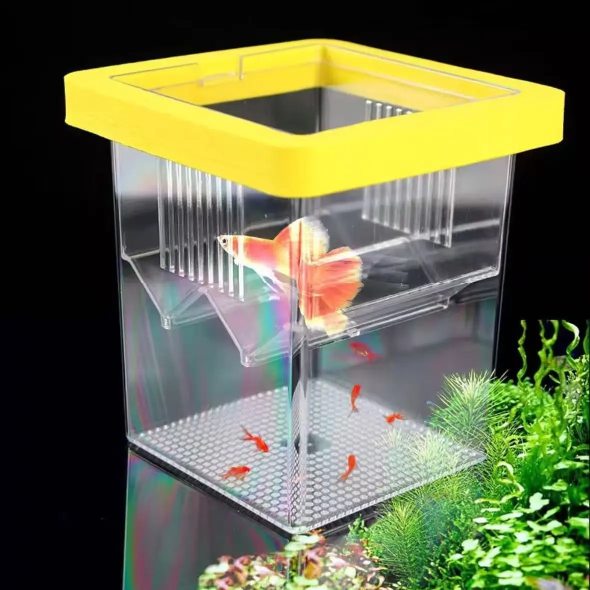 Acrylic Floating Incubator Isolation Box, Small Fish Fry Mother Fish  Incubator, Multi-Function Peacock Fish Breeder, Square Shape, Acrylic  Construction - TikTok Shop
