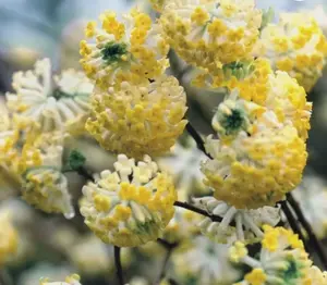 Edgeworthia chrysantha | Oriental Paperbush | Mitsumata | 50_Seeds