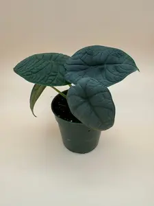 Alocasia Melo | 4 Inch Pot | House Plant | Live Plant