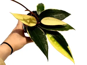 Variegated Hoya Macrophylla 4" Potted Live Plant - Hoya latifolia - Large Elongated Waxy Leaves - Creamy White Margins - Easy Care Vining Plant - Non Toxic - Unique Textured Foliage - Beginner Friendly Houseplant - Fragrant Star-Shaped Blooms