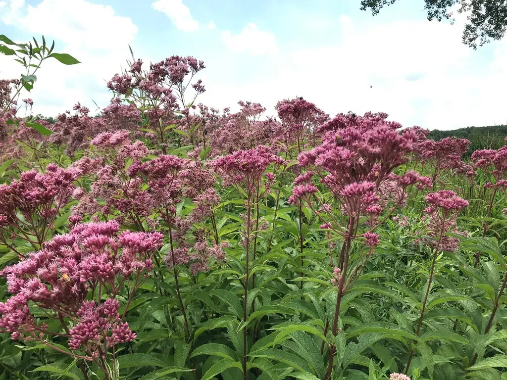 Spotted Joe Pye Weed (Eutrochium maculatum)