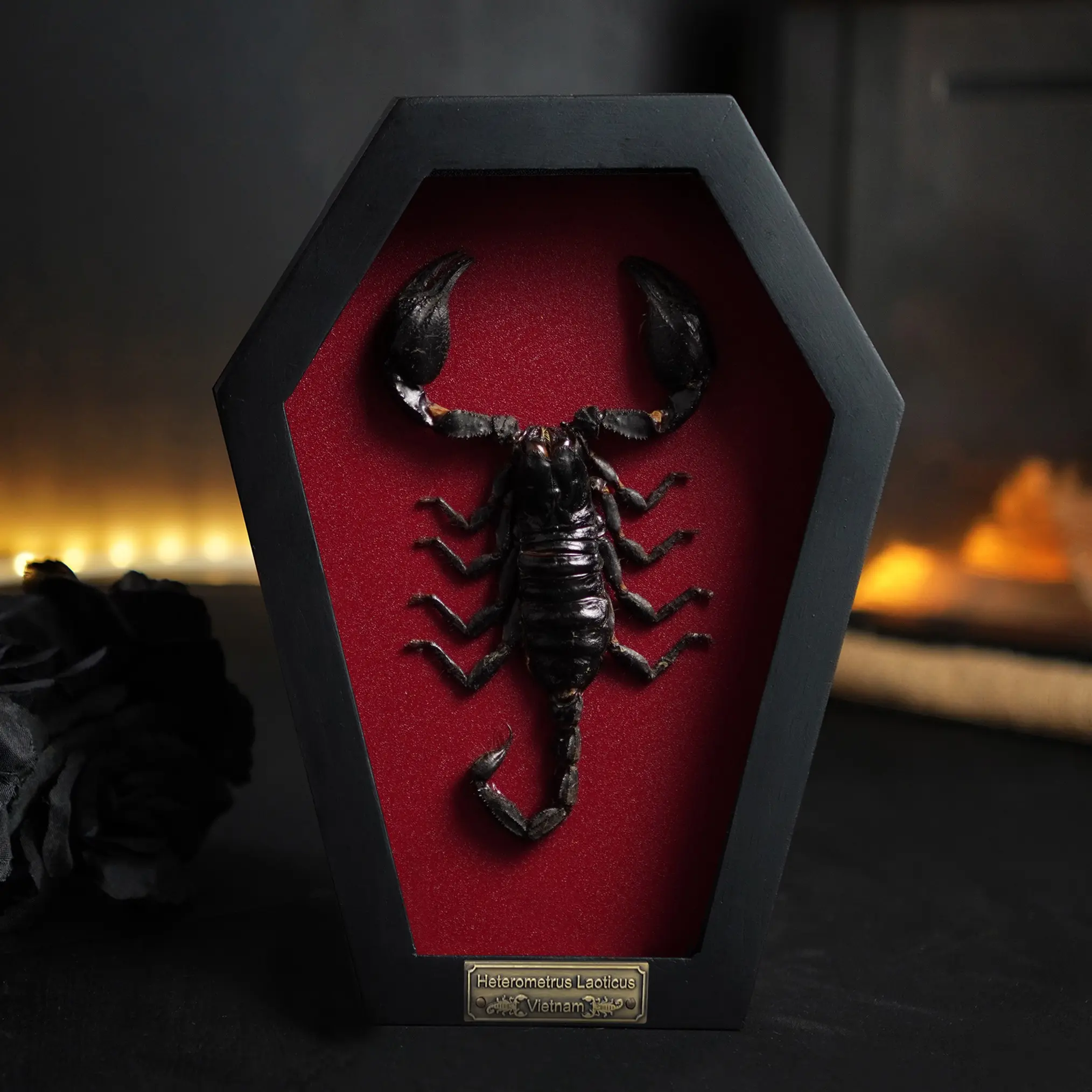 Scorpion Coffin Wall Art Gothmas Decor Gothic Home Decor Scopio Gift Witchy Room Display Oddities & Curiosities Decor Oddities gifts for Insect Lover