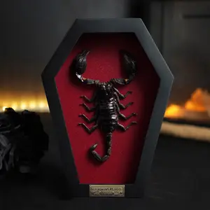 Scorpion Coffin Wall Art Gothmas Decor Gothic Home Decor Scopio Gift Witchy Room Display Oddities & Curiosities Decor Oddities gifts for Insect Lover