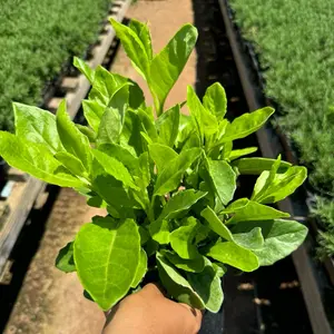 Gynura procumbens Longevity Spinach plant 1gallon Pot