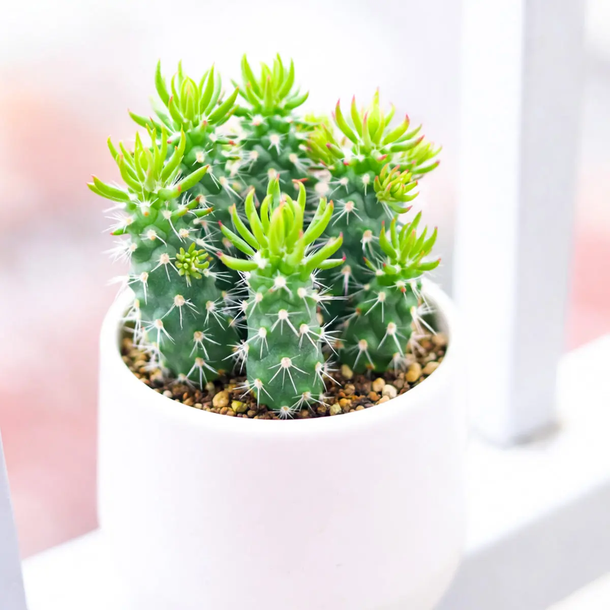 Austrocylindropuntia cylindrica Cactus