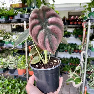 Alocasia Cuprea 'Red Secret' - 4” pot