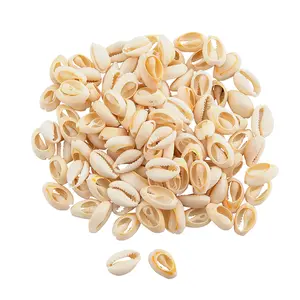 Bulk 120 Pc. Cowrie Shells