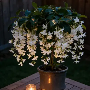 Trailing Jasmine Flower Seeds-Fragrant Plant for Planting Garden Home Four Seasons Evergreen Silver Jasmine Garden Balcony Climbing Flower Non-GMO,Jasmine seeds,indoor plants
