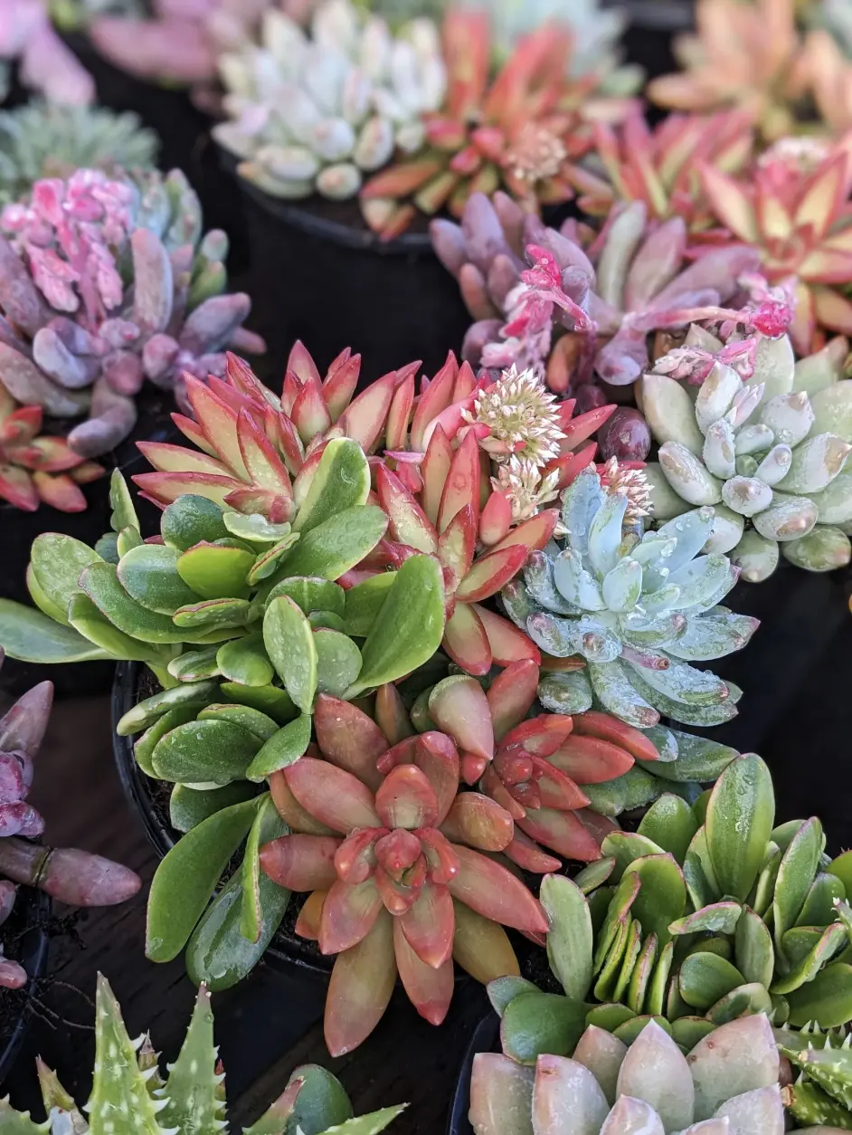 Premium Colorful Succulent Mix, Bright Succulent, Live Succulent Plant, DIY Arrangement