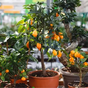 Bonsai Orange Tree Seeds, 20 Seeds,Grow a Delicious Fruit Bearing Bonsai Tree