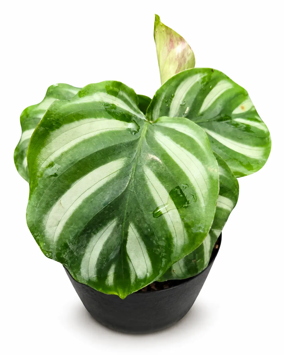 Calathea Fasciata, Live Plant, Tropical Houseplant, Pet Friendly
