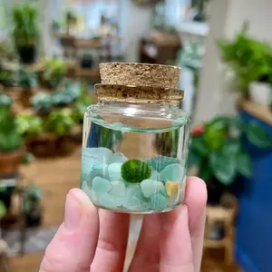 Small Marimo Moss Ball Terrarium with Aventurine Crystals, 2" Height, 2" Diameter, 2 oz, Nature Plant Decoration in Glass Container, Made in USA, Zebra Mussel-Free