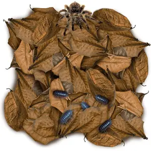 100 Pack Leaf Litter for Spider, Cricket & Isopod, Mini Catappa Dried Indian Almond Leaves, for Vivarium, Terrarium & Aquarium, Mimics Familiar Habitat & Perfect Hiding Spot, Terrarium Decor