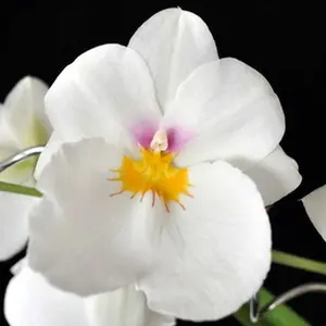 Miltoniopsis Rene Komoda 'Pacific Clouds' Live Orchid Plant 3" Pot