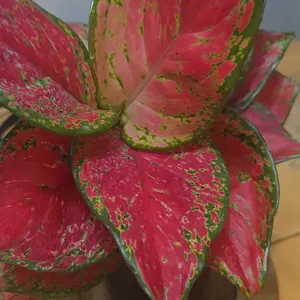 Aglaonema Ruby Ray 5" Pot Rare House Plant - Perfect for Beginners & Indoor  Home Decoration - Thrives in Medium Light & Well-Draining Soil - TikTok Shop