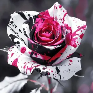 200+ Rose Seeds | Perennial Flower Seeds for Home Gardens & Outdoor Planting