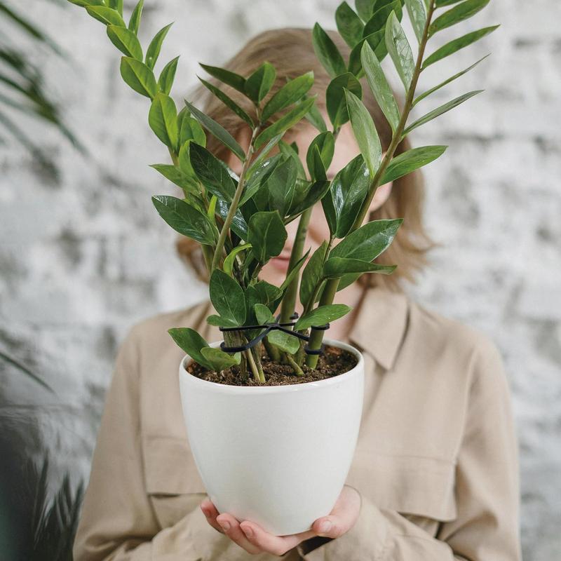 4 Pcs Plant Stem Support Reusable Plant Growth Accessories Different Sizes Climbing Plant Stakes for Indoor Plants to Decorative Black