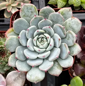 Echeveria Minima Blue Rosette Echeveria Minima Blue Rosette