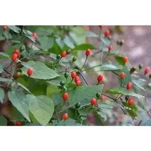 Pepper Seeds - Tiny brilliantly  ,Chile Pequin