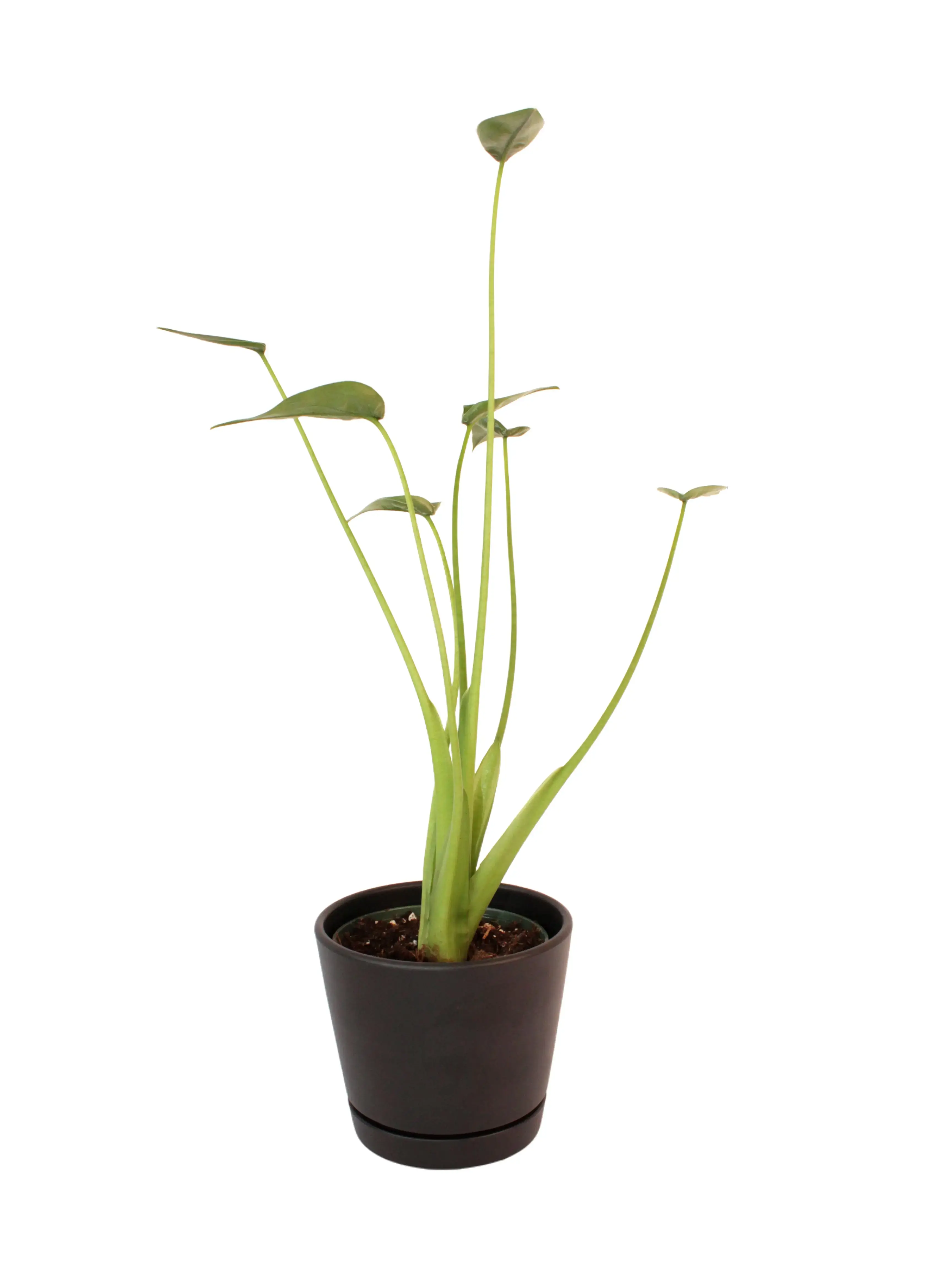 Alocasia Tiny Dancer Potted Live Plant 4in - Unique Exotic Houseplant - Teacup Foliage - Award Winning Variety - Tropical Gift - Miniature Indoor Plant - Elegant Stems - Rare Shape - Greenery Decor - Whimsical Aesthetic - Mutated Elephant Ear