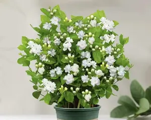 30pcs Jasmine Flower Seeds Jasmine FlowerSeeds Fragrant Plant for Planting GardenHome Four Seasons Evergreen Silver JasmineGarden Balcony Flower Non-GMO