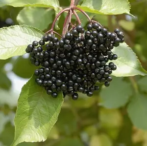 Elderberry Trees Live Plants for Planting 12 Inch Tall - Qt Pot - Black Elderberry Bush Live Plant - No Ship To AK, HI and P.R.