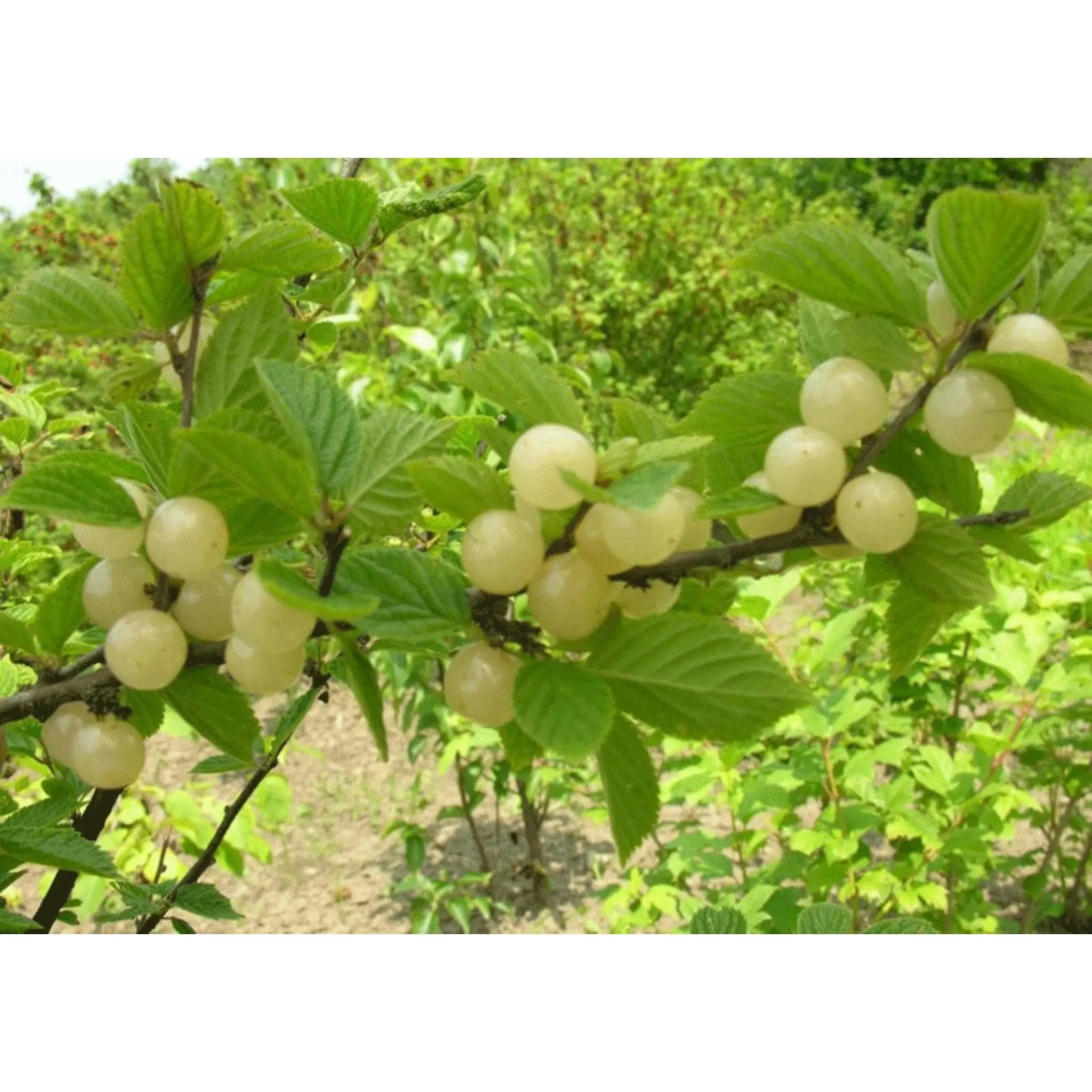 "Gabe" White Bush Cherry (Nanking)