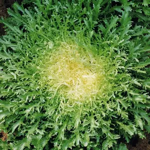 TomorrowSeeds - Green Curled Ruffec Endive Seeds -  Curly Frisee Escarole Chicory Bitter Lettuce Garden Vegetable Non GMO Seed For 2024 Season