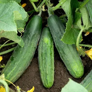 TomorrowSeeds - Spacemaster 80 Cucumber Seeds -  Bush Type Small Gardens Containers Slicing or Pickling Vegetable Seed Fresh For 2024