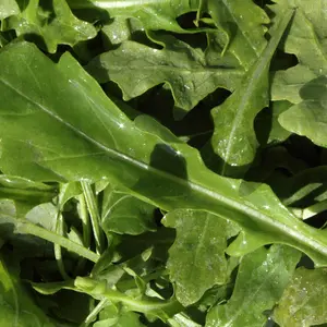 Astro Arugula (Eruca sativa 'Astro') Organic Seeds – Fast-Growing, Mild Flavor, Ideal for Fresh Salads and Cut-and-Come-Again Harvests