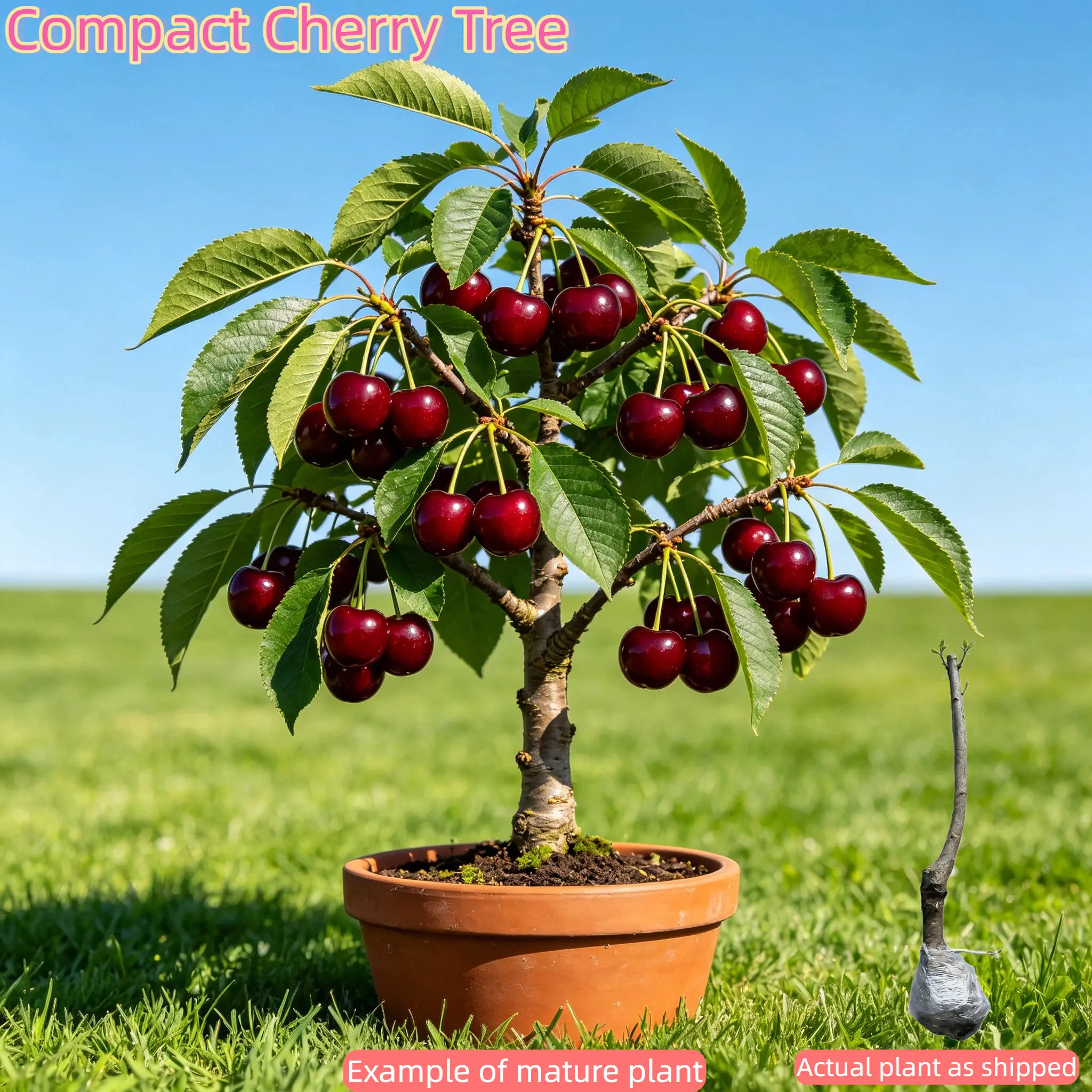 Compact Cherry Tree – Healthy Root System, Ready to Plant, Self-Pollinating, Easy to Grow, Home Orchard, Suitable for Patio Containers & Garden Beds