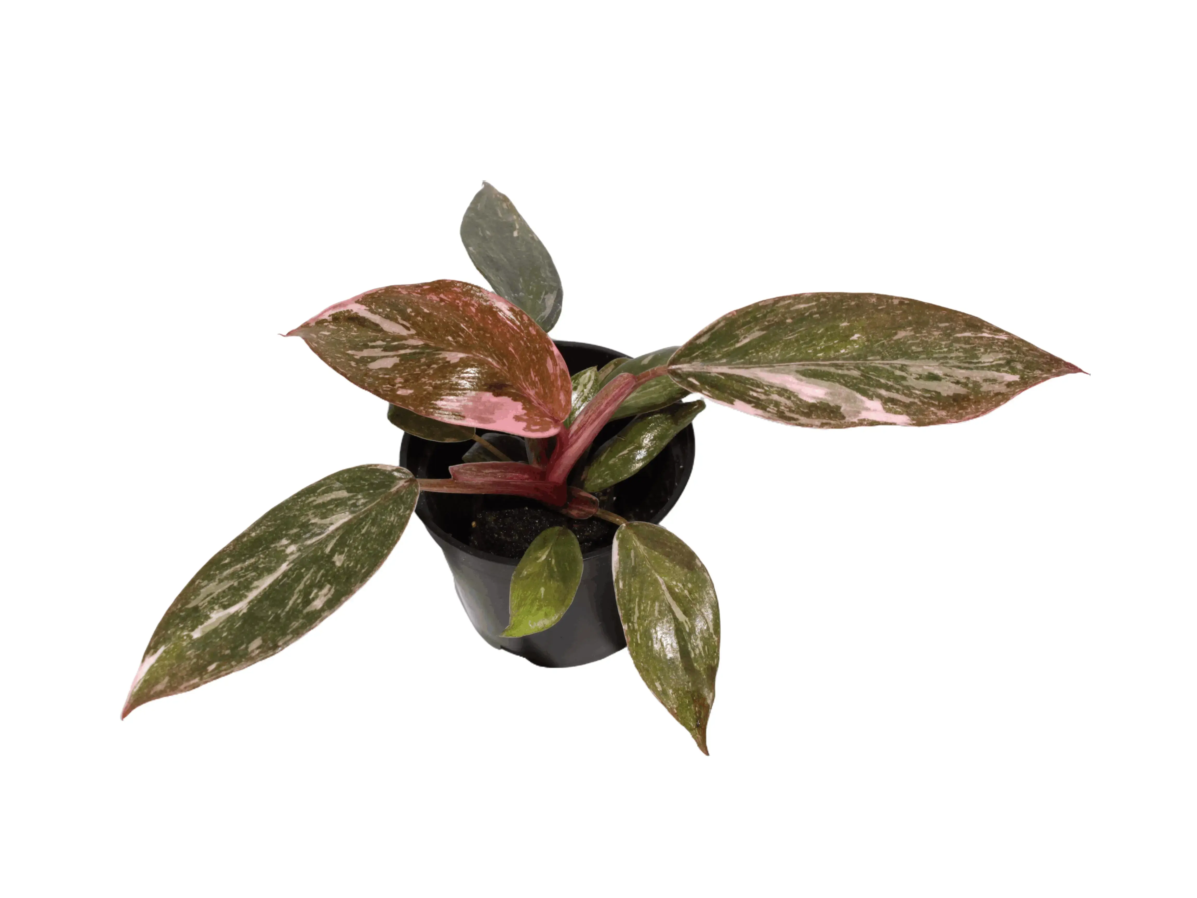 Philodendron 'Pink Princess' 2 Potted Live Plant - Rare Variegated  Houseplant - Pink Foliage - Blushing Philodendron - Tropical Gift - Unique  Indoor Plant - Collector's Item - Low Light Tolerant - Bubblegum Pink -  Dark Green, Burgundy, Rose - TikTok Shop