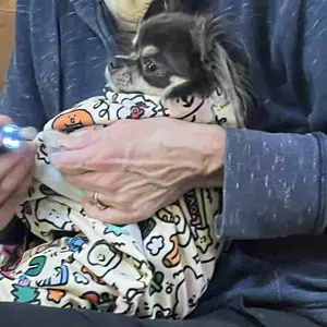 Supetspaw Reusable Cat Grooming Wrap – Washable Self-Adhesive Anti-Scratch Restraint Wrapfor Stress-Free Nail Clipping, Face Cleaning, Medication ， Multifunctional Care& More | Also Great for Makeup or Camera Travel Storage Calming