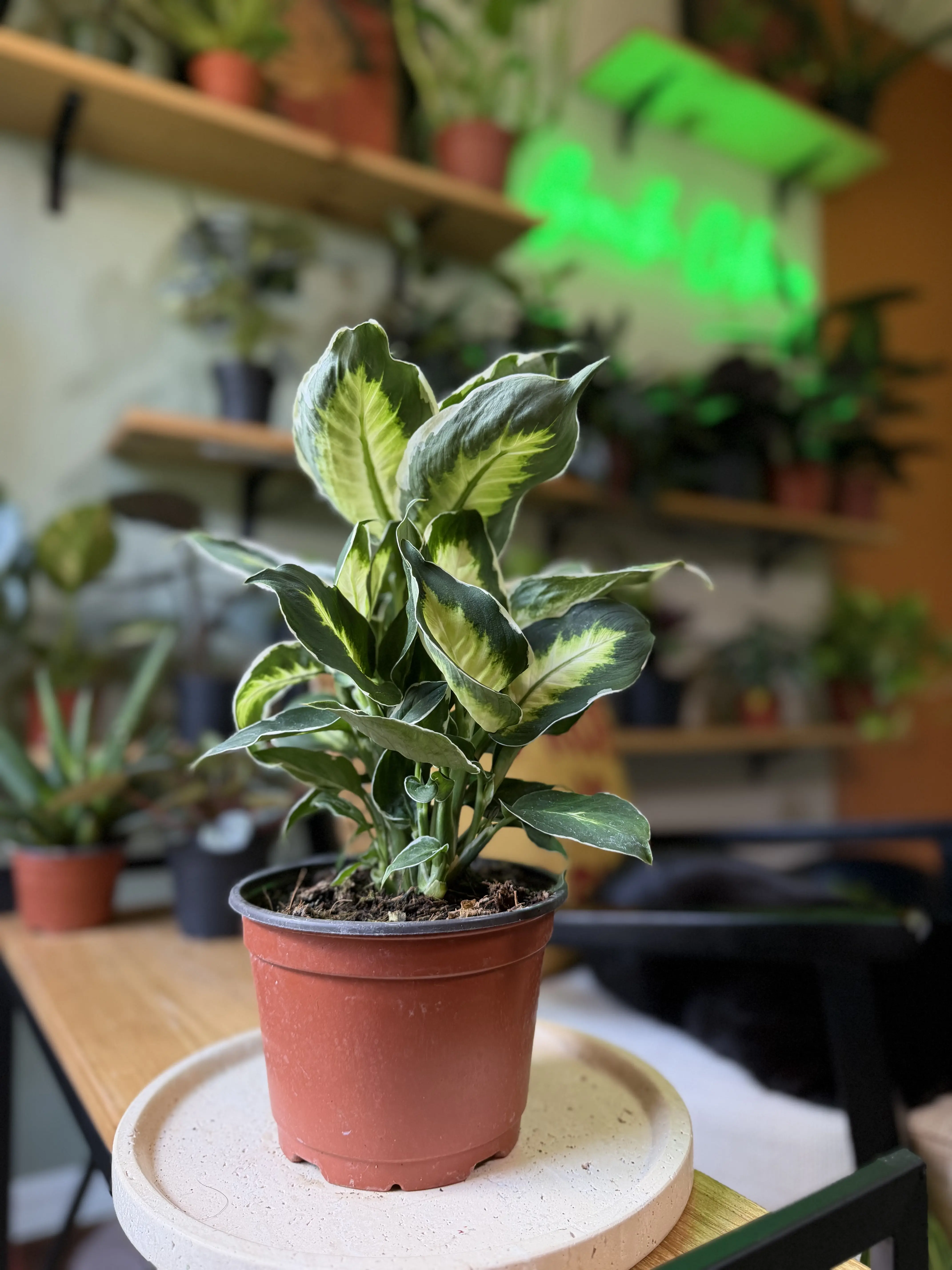 6” Dieffenbachia ‘Moonlight’ – Creamy & Green Tropical Foliage Plant - Elegant Indoor