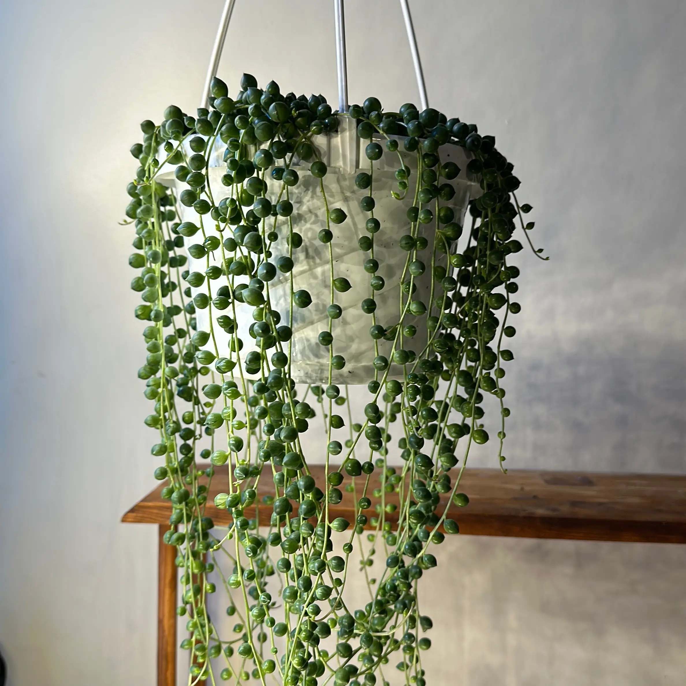 String of Pearls Plant 4.5" Pot - Houseplant with Delicate Cascading Foliage Ideal for Hanging Baskets