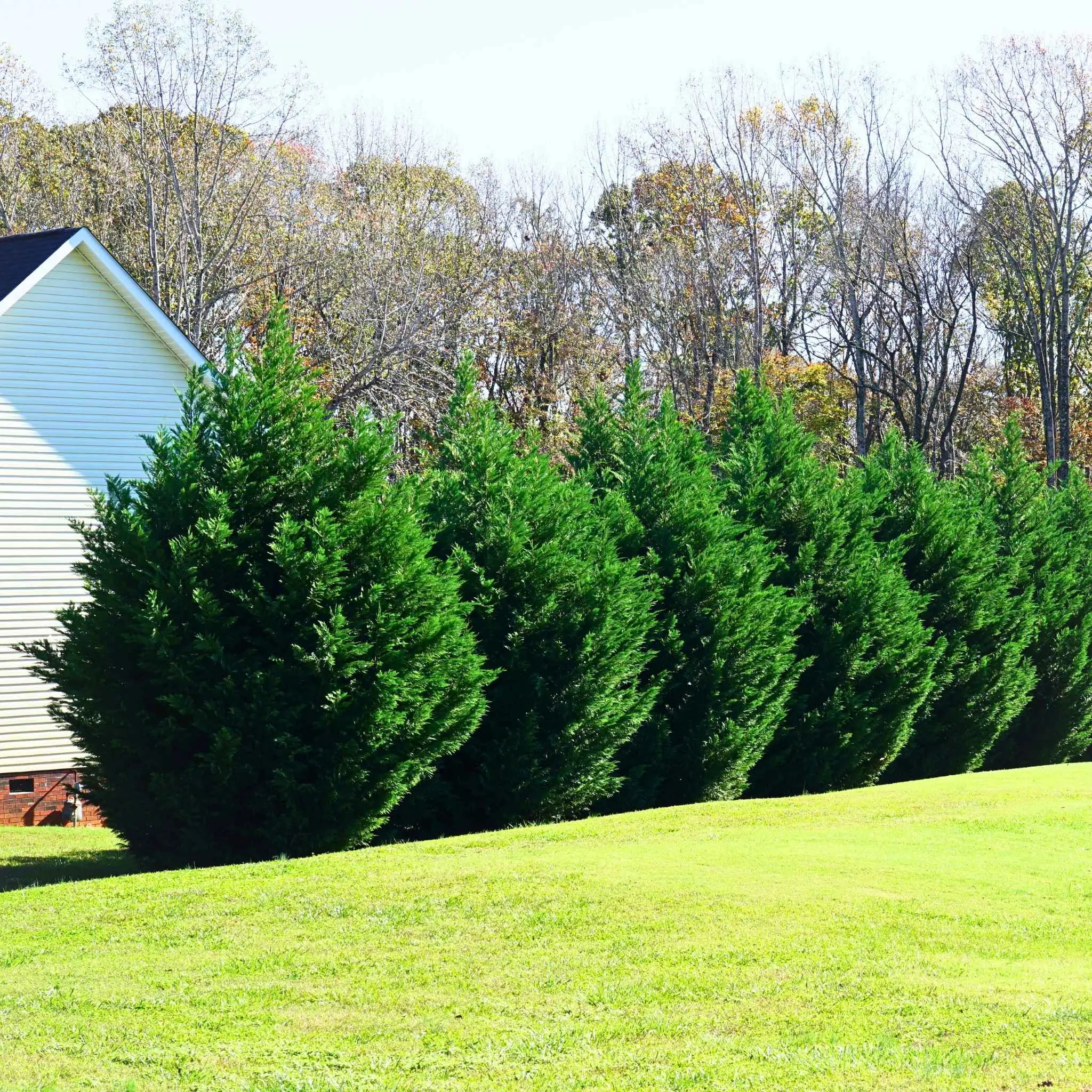 Leyland Cypress Tree