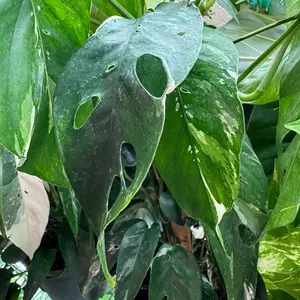 Epipremnum Pinnatum Albo Pothos