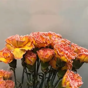 Carnation Painted Moonshine - 40 Stem Bunch