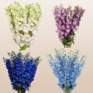 Delphinium Assorted 60cm