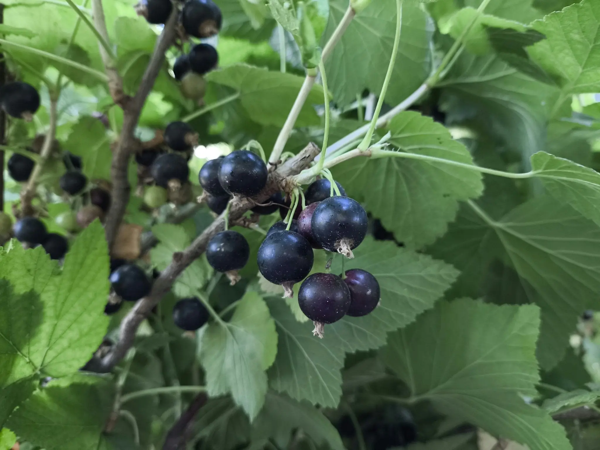 "Consort" Black Currant Plant