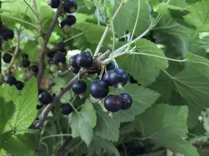 "Consort" Black Currant Plant