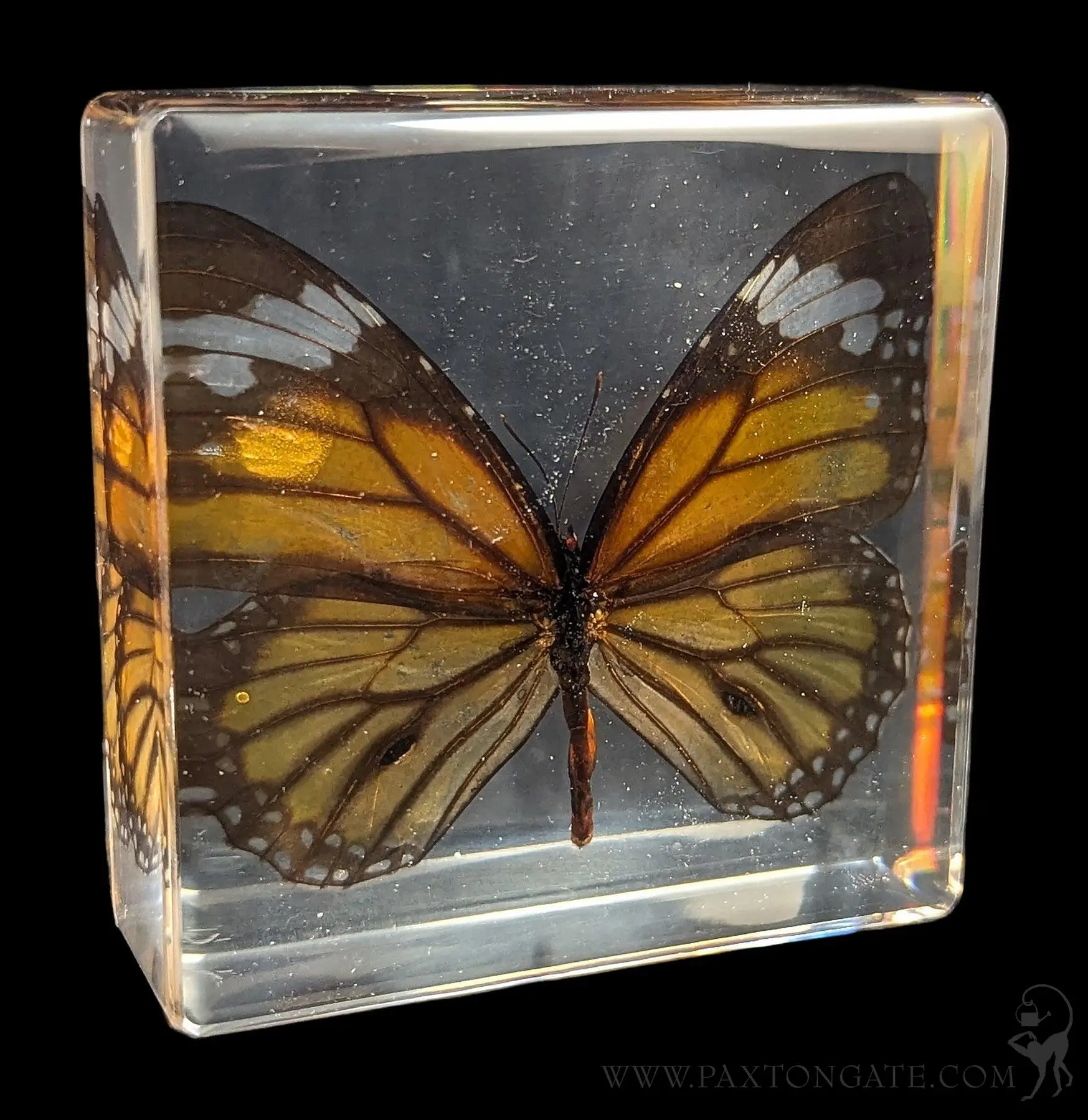 Tiger Butterfly Acrylic Paperweight