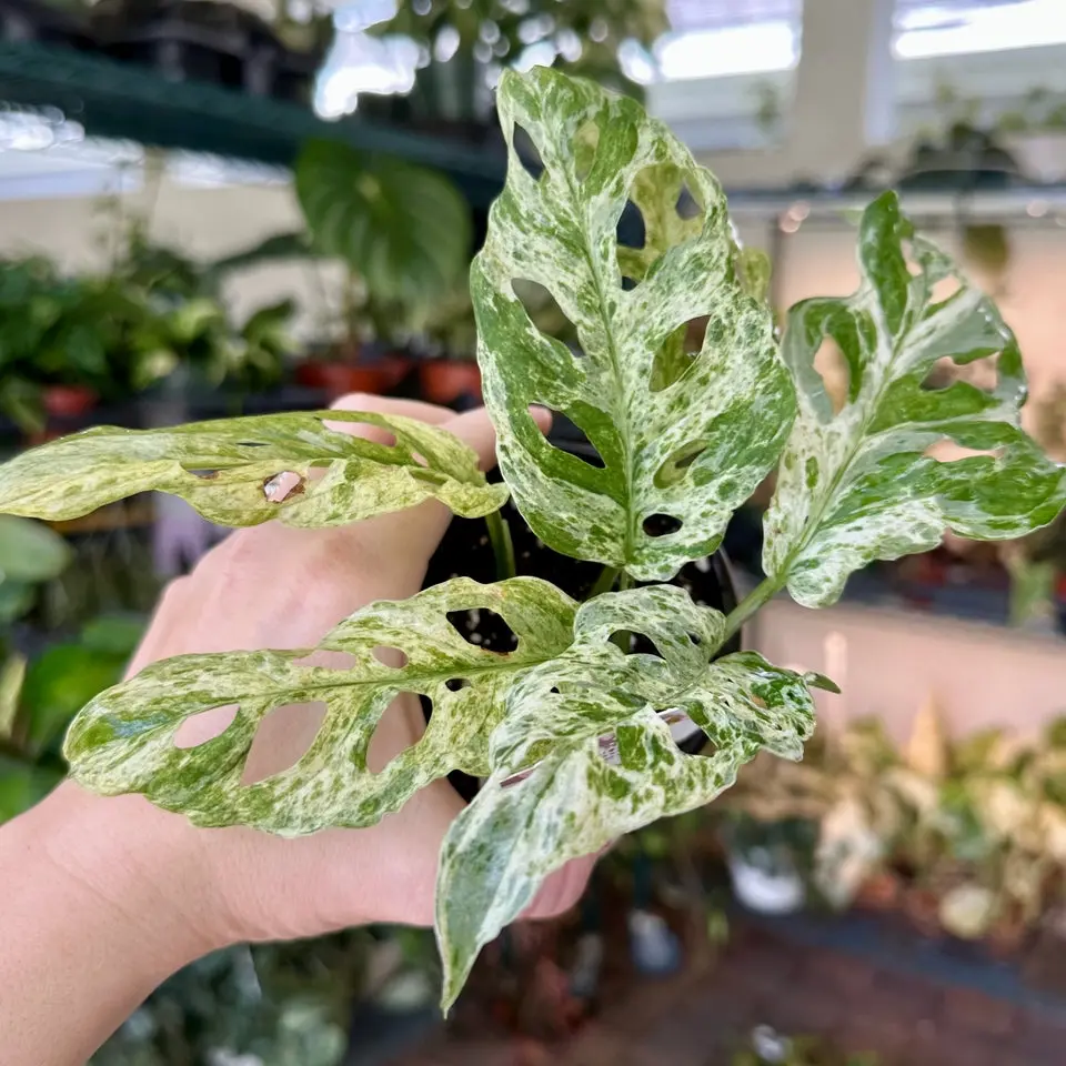 Monstera adansonii frozen freckles / mottled var. - 4” pot