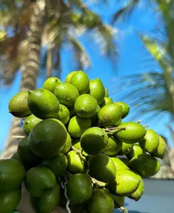 Big Spanish lime(Genip) (guinep) (ginepa)Limoncillo Mamoncillo (Melicoccus bijugatus) Live Fruit Tree (2-3ft) Quenepa