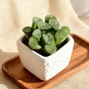 Haworthia Maughanii Rare Succulent Plant Bare Root | Easy Care Indoor Plant | Beginner Friendly Houseplant | Unique Window Succulent | Home & Office Decor Gift | #Succulent #RarePlants #PlantTok #Houseplants #SucculentLover