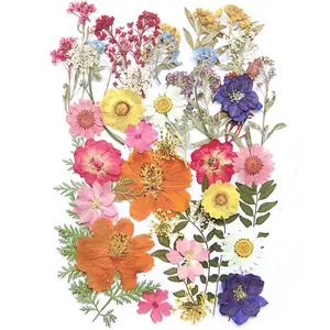 17 Types 48PCS Real Dried Pressed Flowers for Craft, Leaf Plant Herbarium for DIY Resin Jewelry Making Floral Decors