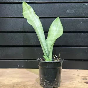 Snake Plant House Silver Queen Plant 4 Inch Pot