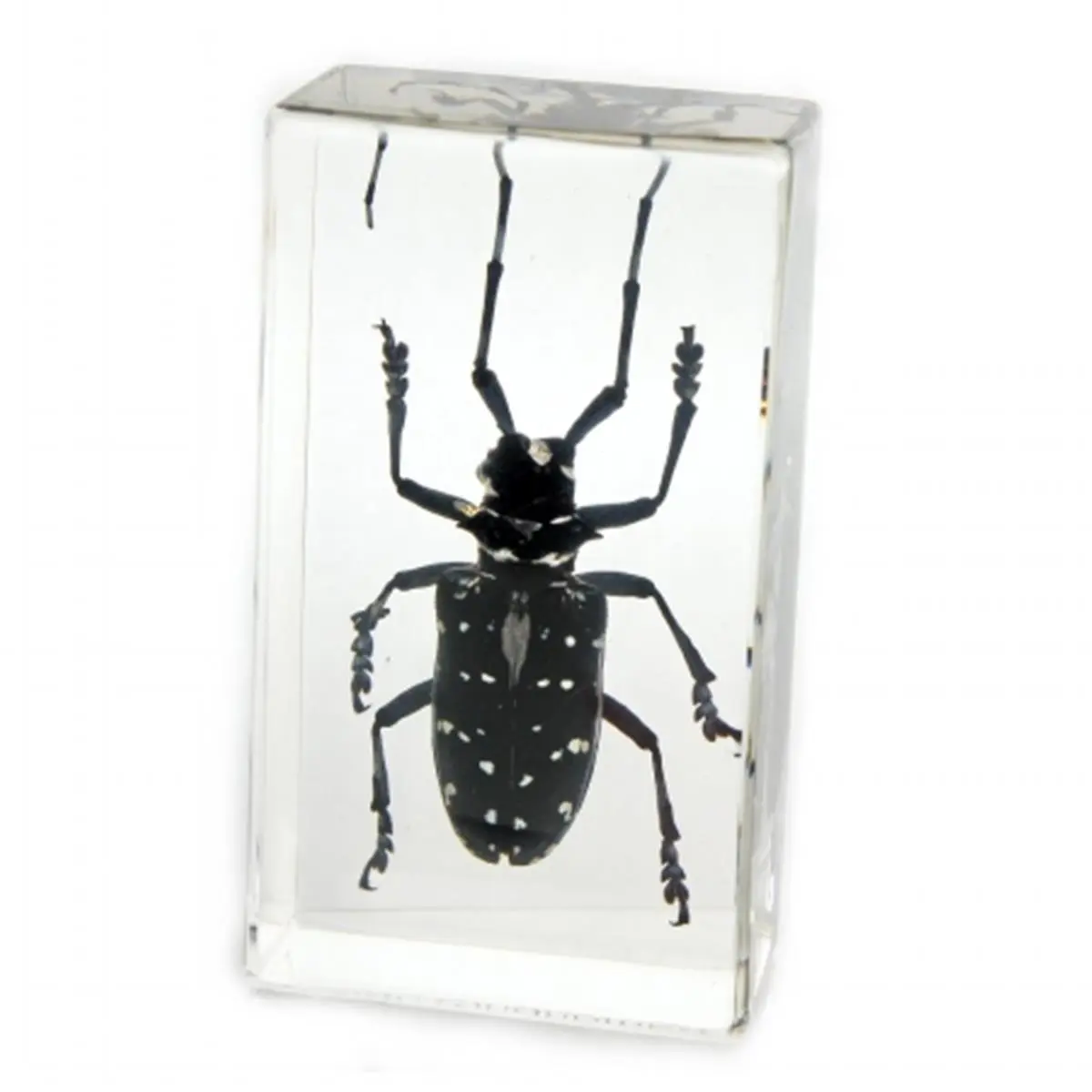 Medium Black Longhorn Beetle Acrylic Resin Paperweight - Realistic Animal Design Figurine, Resin Animal Sculpture, Indoor Home Decor Statue, Indoor Home Decoration, Resin Animal Sculptures