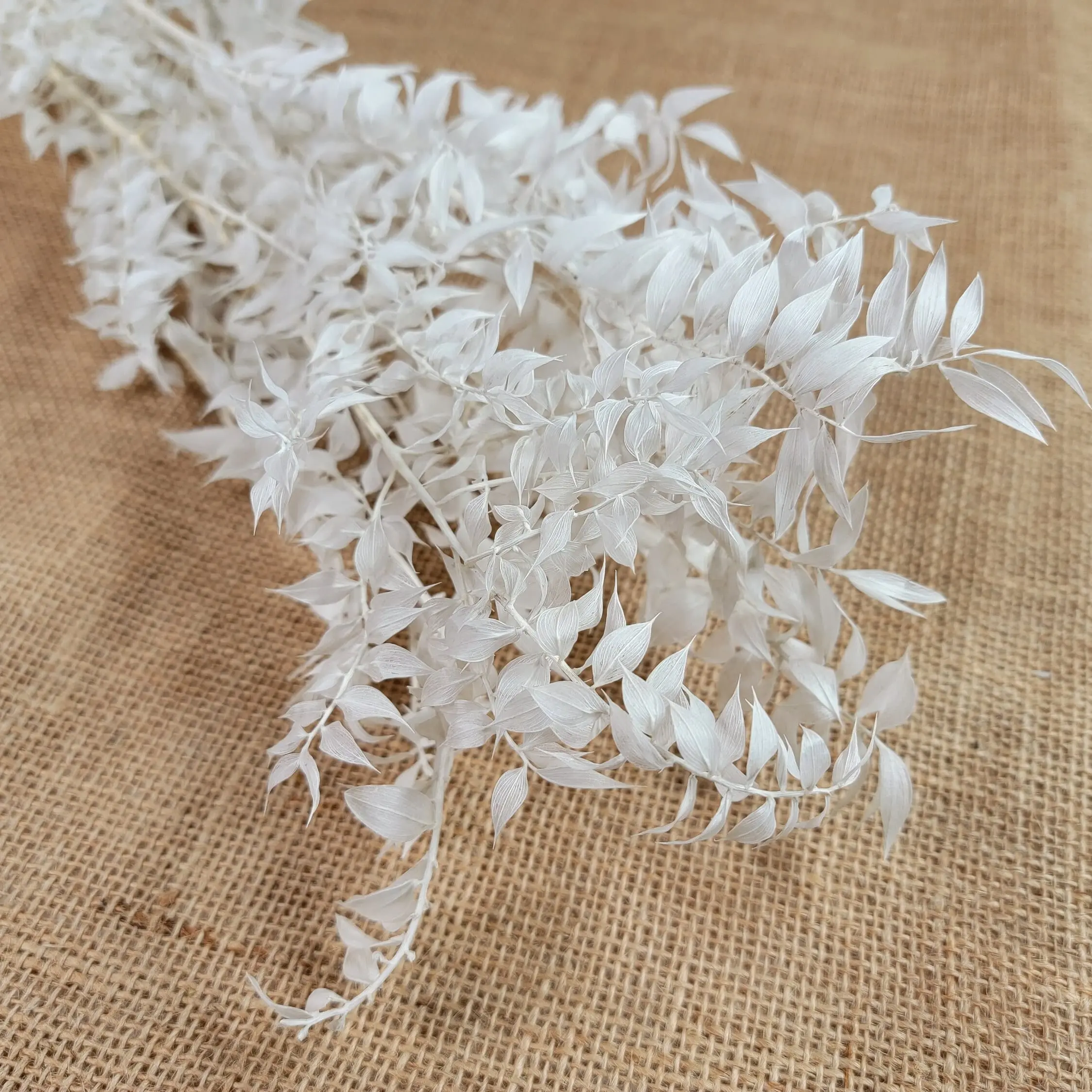 Ruscus Leaves Bleached/ Bleached Flowers/ Preserved Flowers/ Branches/ Dry Flowers/Dry Flowers Bouquet /Wedding Flowers